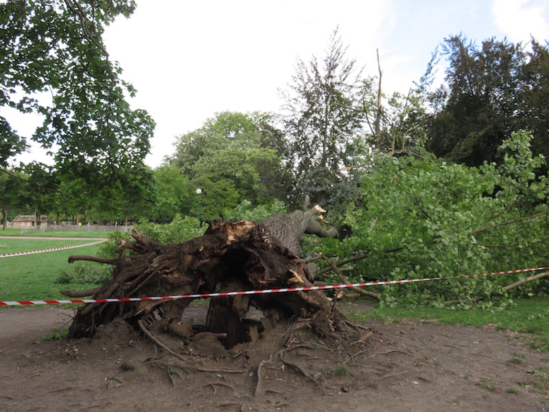 A fallen tree in the park.