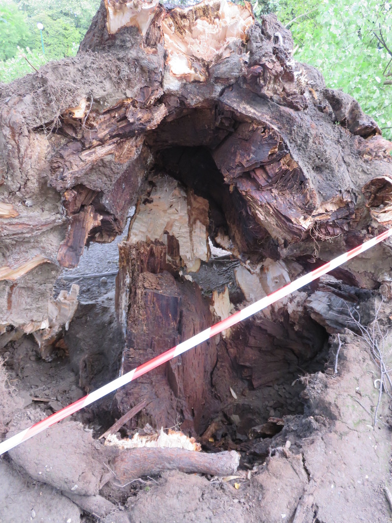 The base of the fallen tree.