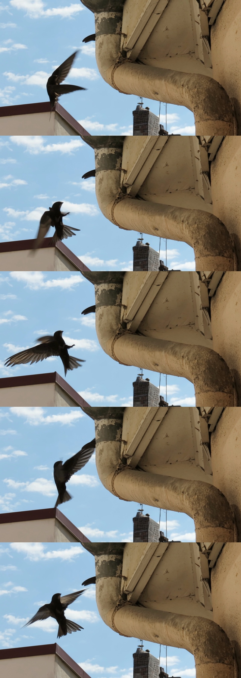 Sequence from film showing a bird approaching the gutter.