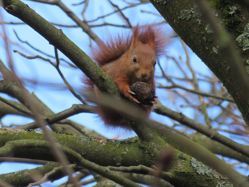 Red squirrel in the park.