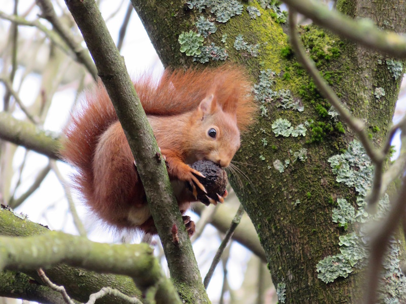 Red squirrel up a tree eating.
