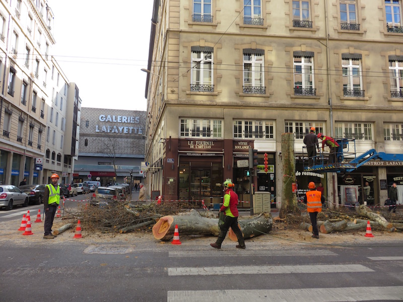 A tree lies on the road outside a bakery.