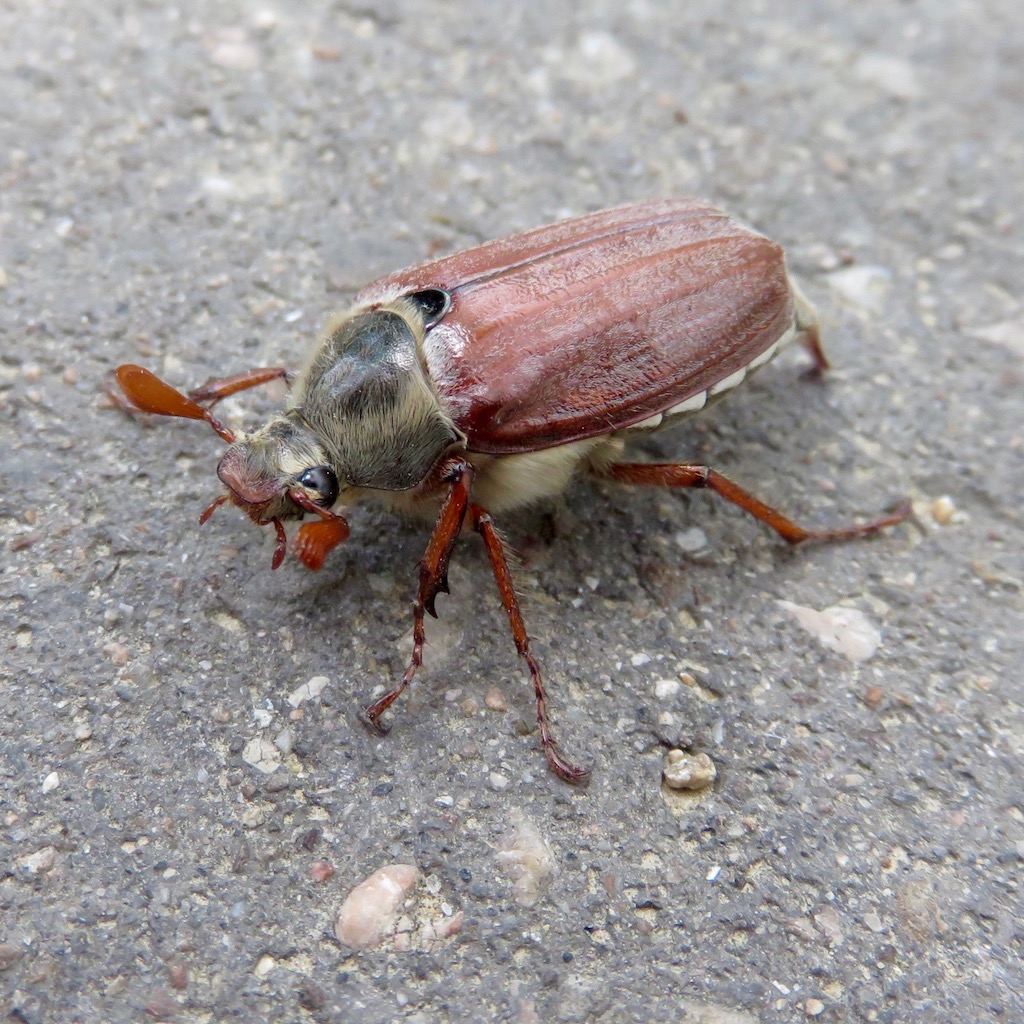 Bug on a path in Lyon, France