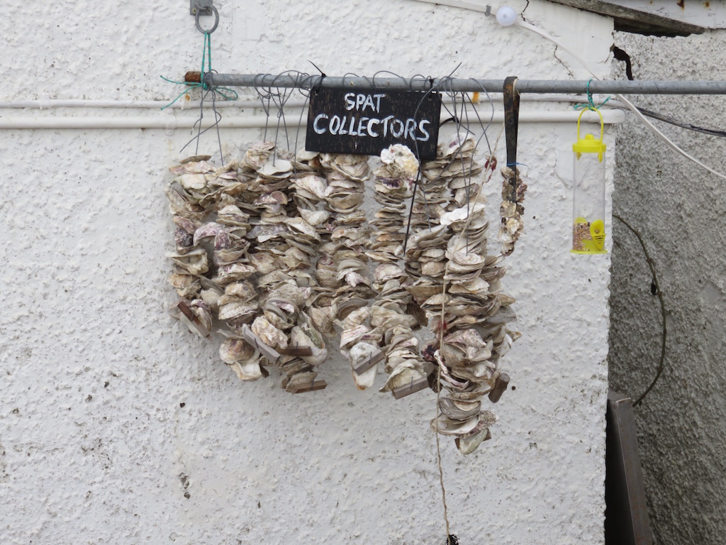 Spat collectors in Whitstable