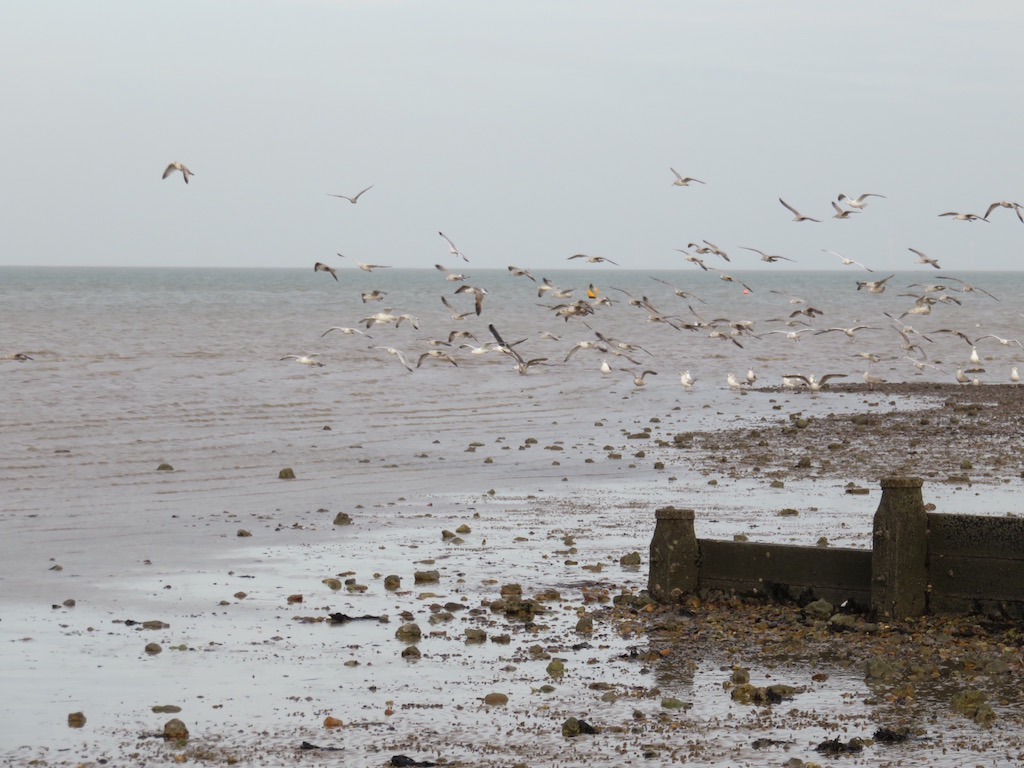 Sea gulls flocking