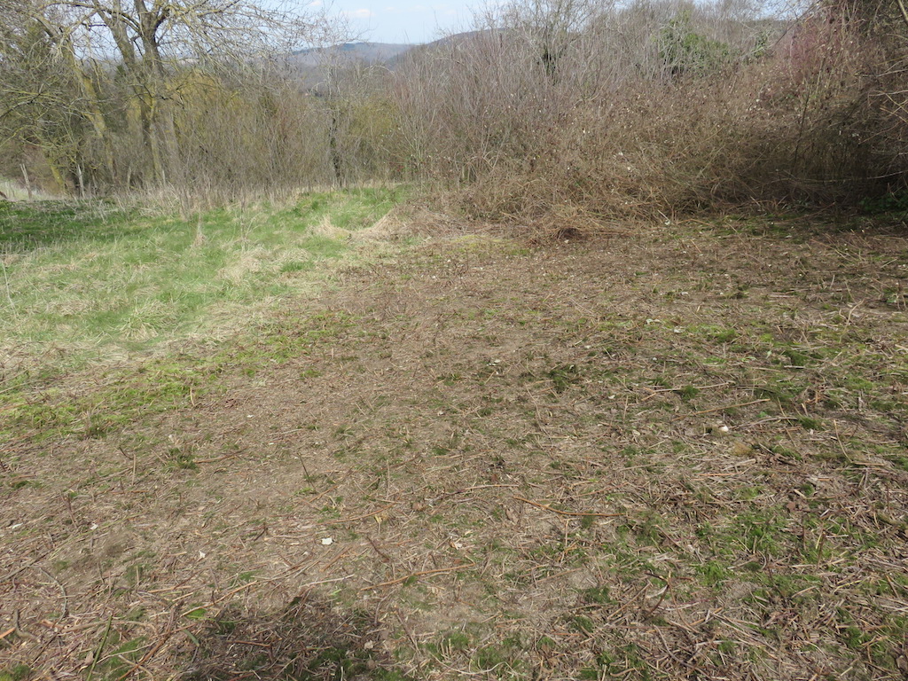 A section cleared of brambles
