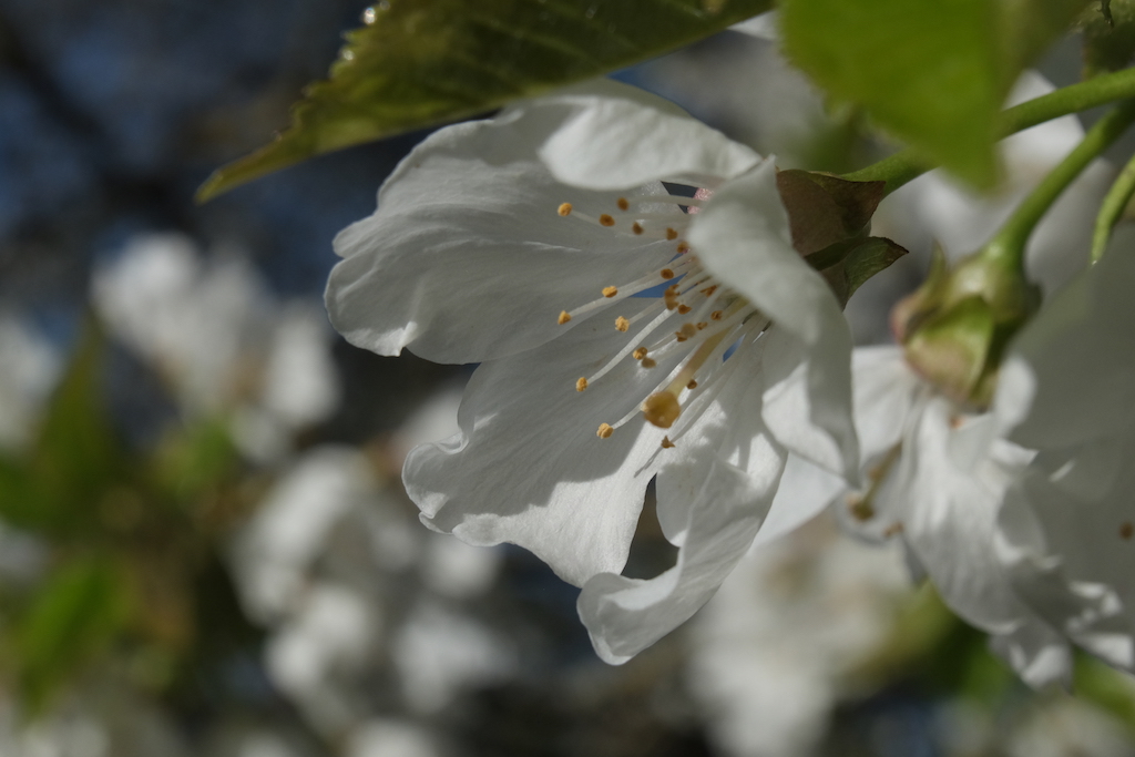 Detail of a cherry blossom