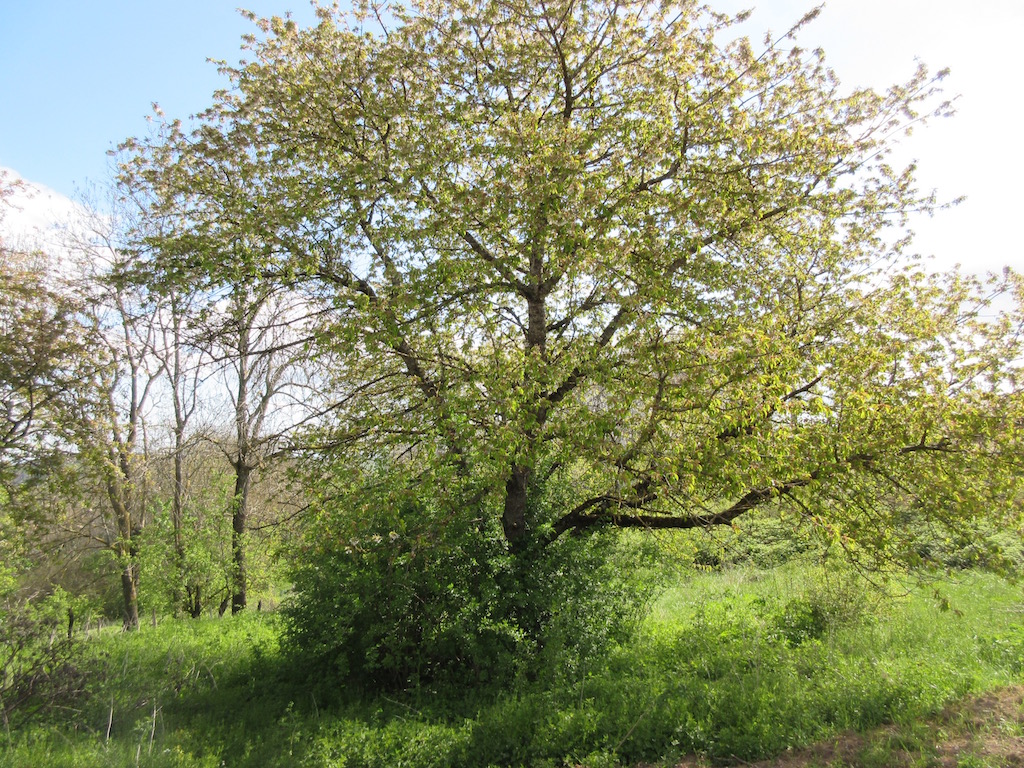 The nettles are approaching