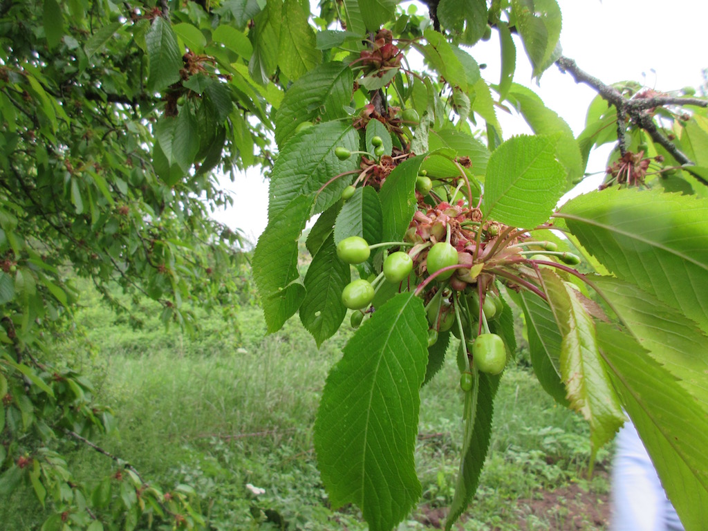 Our mystery fruit is growing