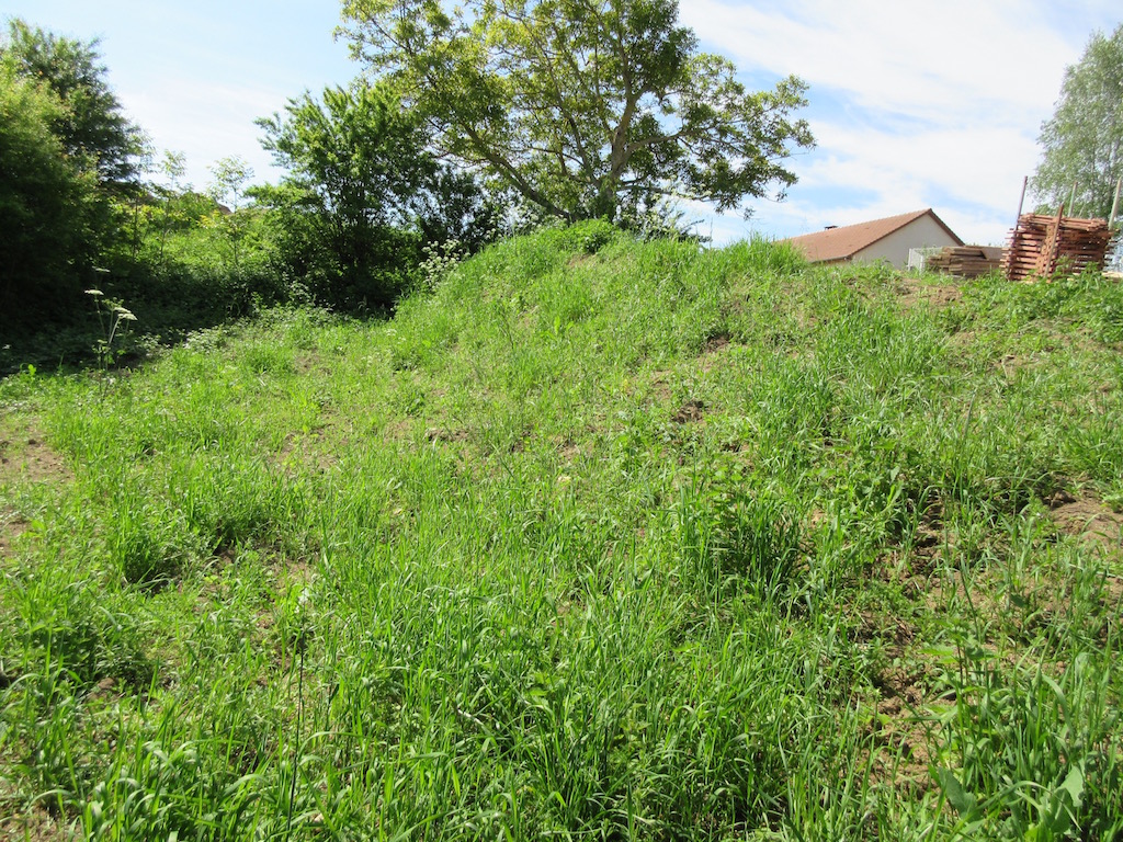 Beginnings of a wildflower garden