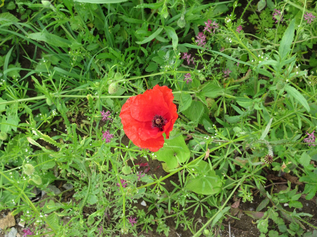 Pretty poppy in our wildflower garden