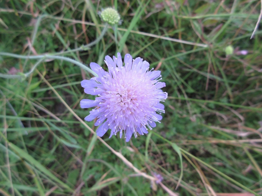 A pretty wildflower