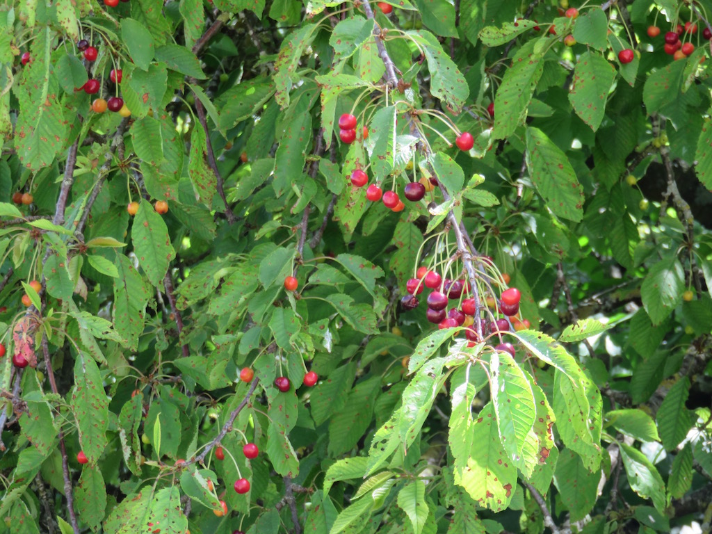 Our cherries on the tree