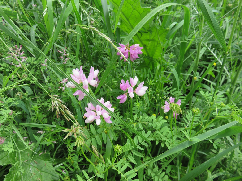 Pink wildflower hiding in the grass
