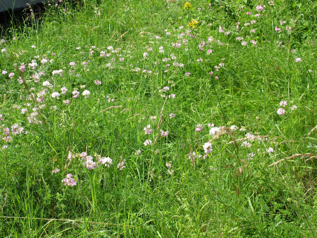 Pink wildflowers in the grass