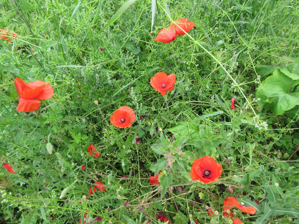 So many poppies