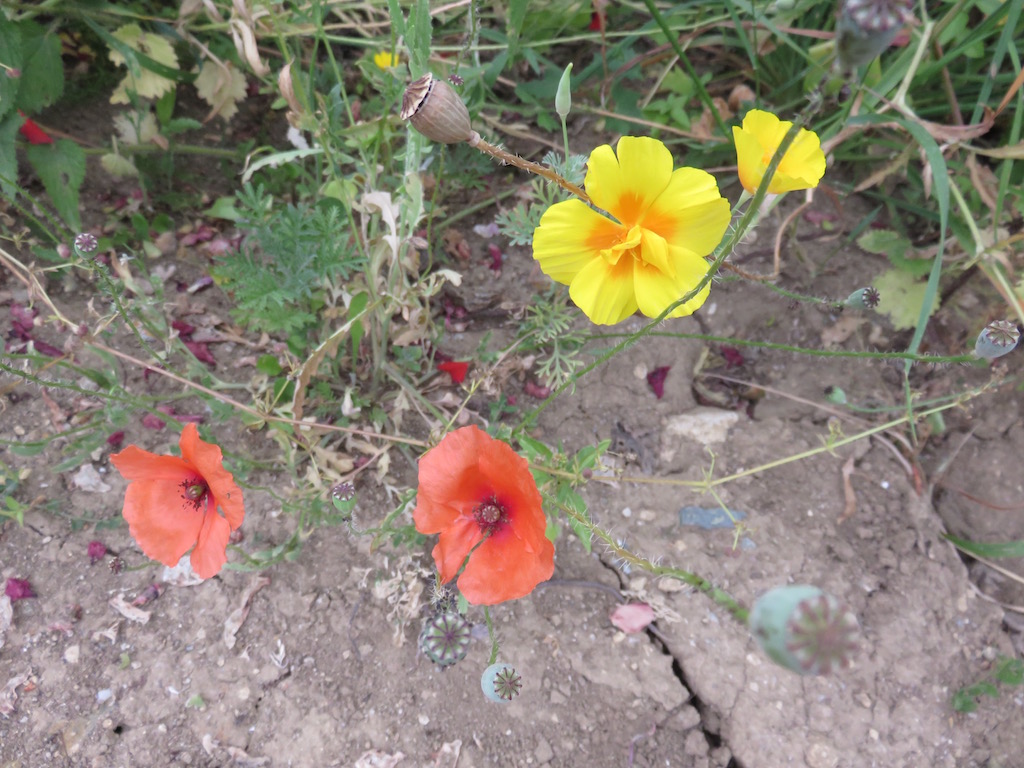 Red and yellow flowers