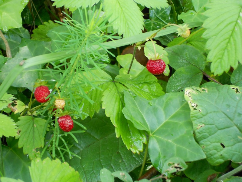 Ripe strawberries ready to pick