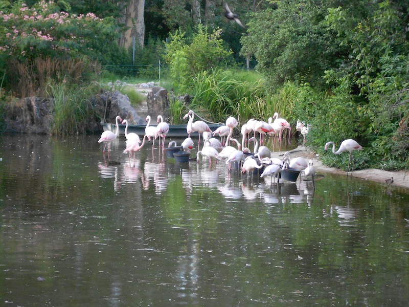 Flamingoes feeding
