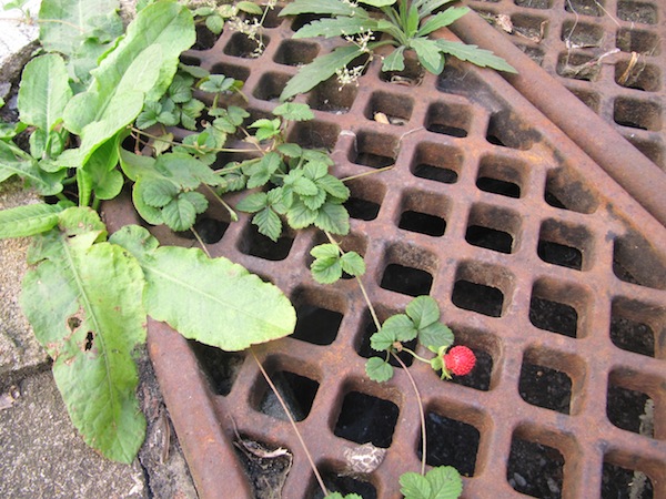 A little strawberry plant in our courtyard