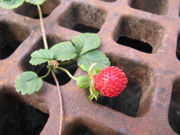 The strawberry is growing over the drain
