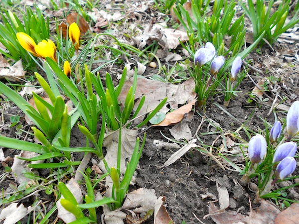 First spring flowers poke through the grass