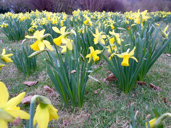 A sea of daffodils