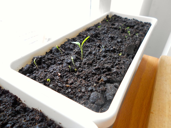 Parsley and mint seedlings