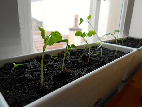 Radish and lettuce seedlings