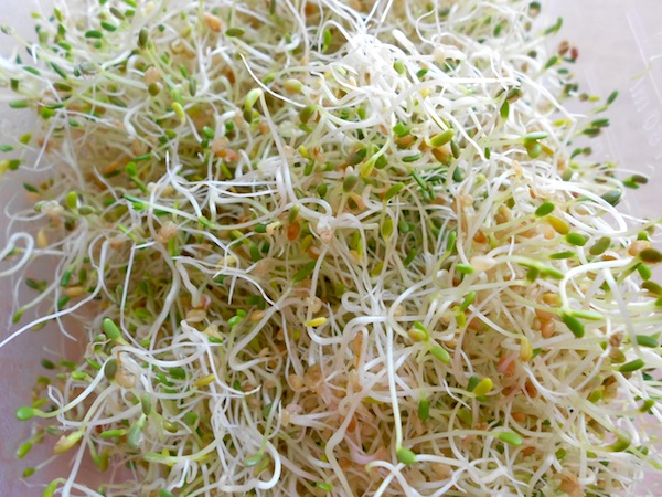 Homegrown alfalfa