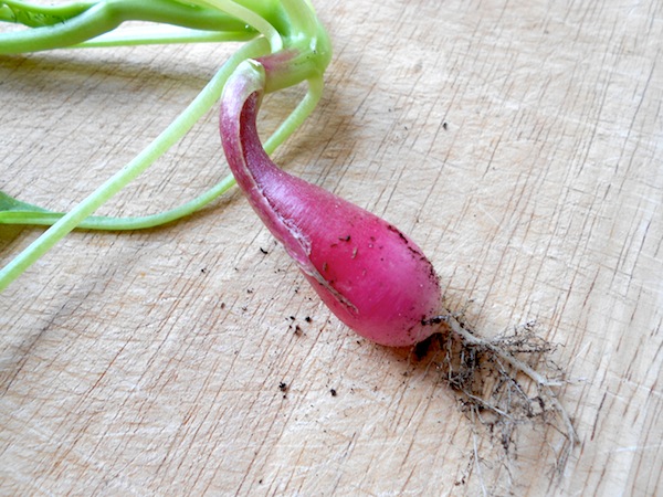 Our first radish