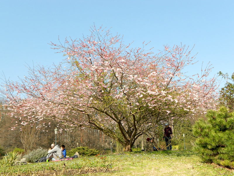 This cherry blossom tree is a favourite spot for picnickers.