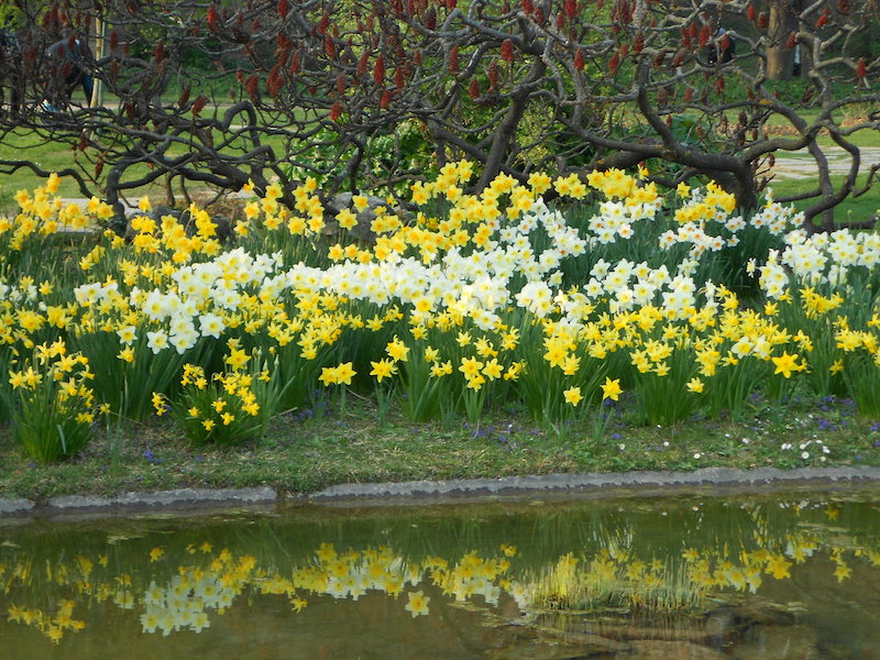 Daffodils by the pond