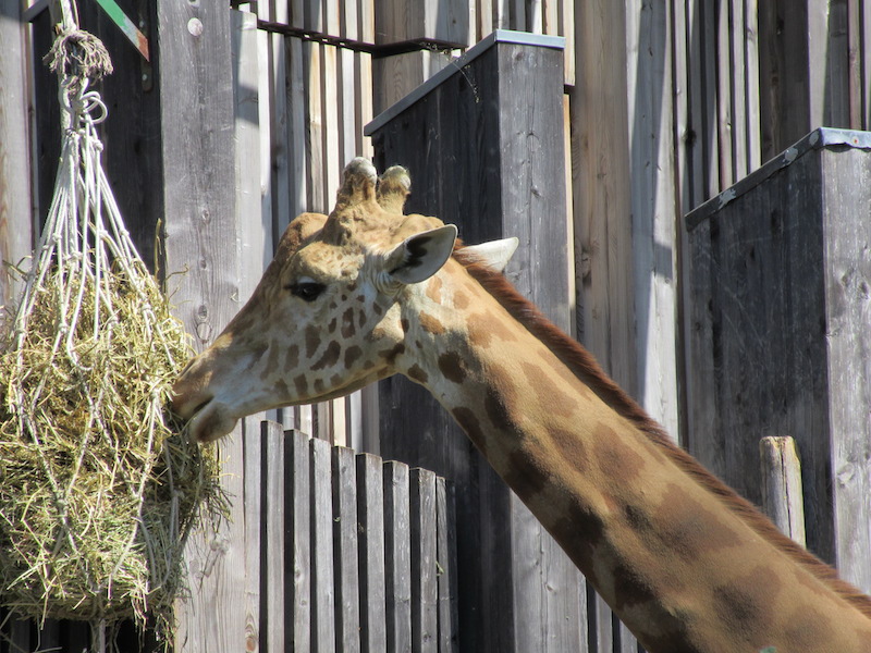 Giraffe (12x zoom)