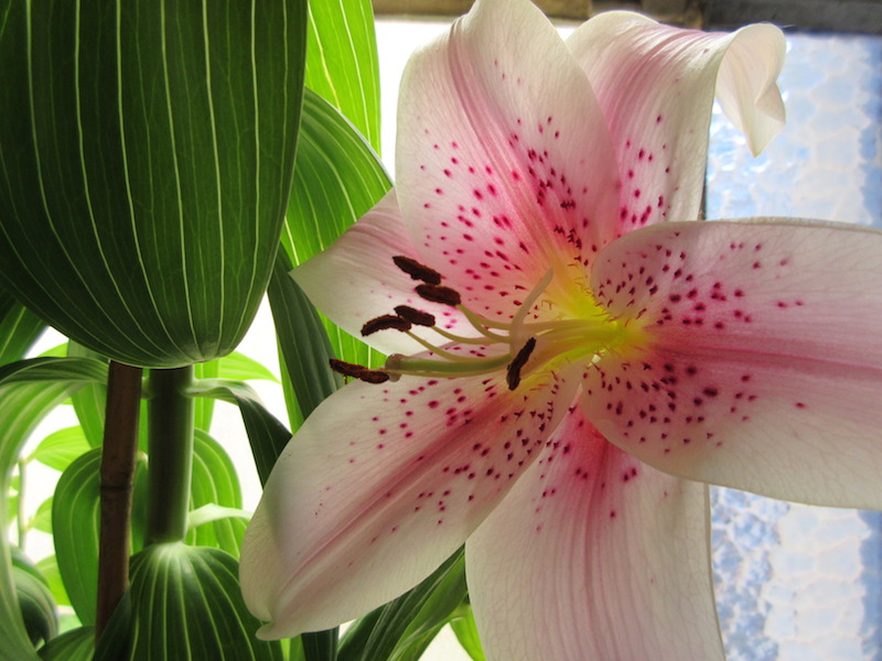 The perfume of these lilies fills the stairwell
