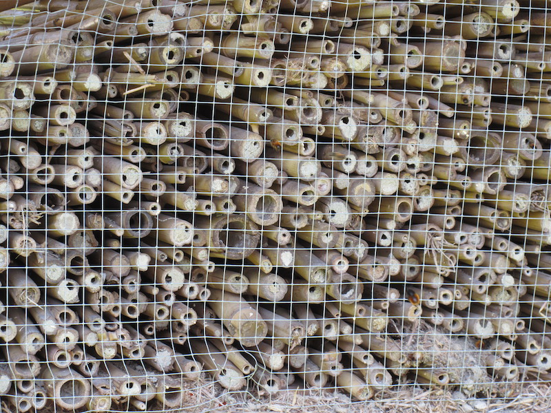 Hollow canes in a bee hotel