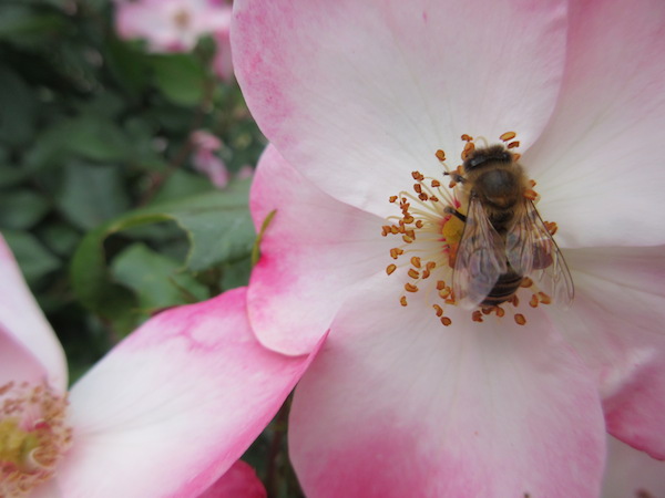 A bee on a rose