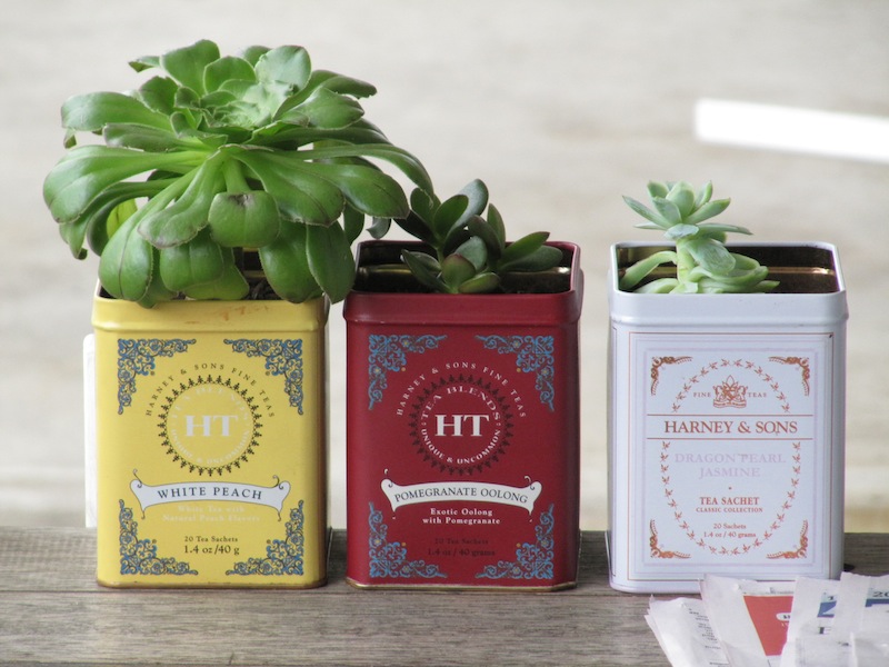Potted plants in used tea tins.